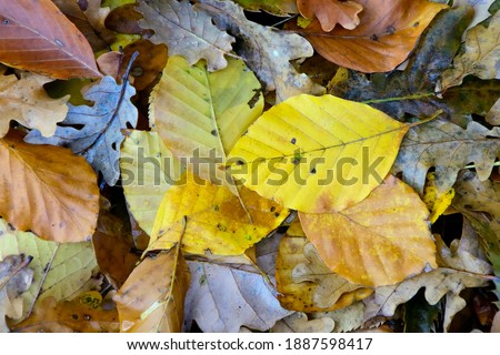 In temperate regions of the world, autumn is marked by the brightly colored foliage that slowly drops from trees and shrubs to carpet the ground.