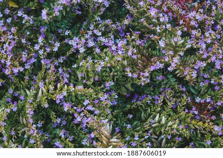 False heather or Elfin herb purple flower have blooming Royalty-Free Stock Photo #1887606019