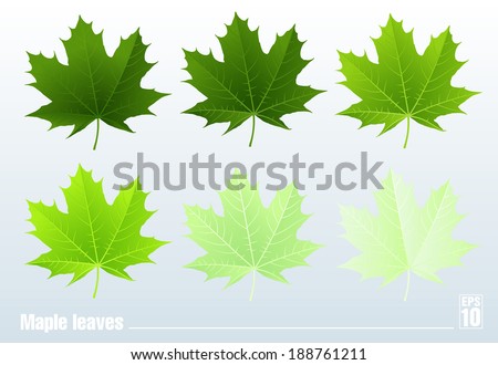 Green maple leaf. Vector.