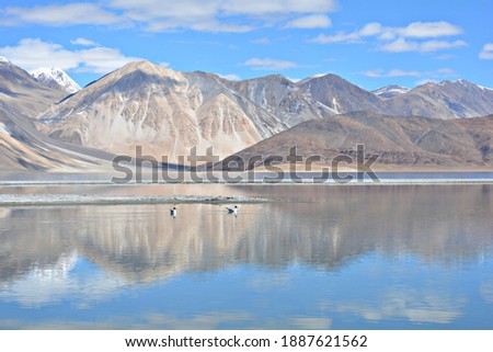 Pangong Tso lake in Leh. The picture is about the beautiful view of Himalayan range of mountains and lake. It also portrays the two brown headed gull enjoying their time with nature by swimming. 