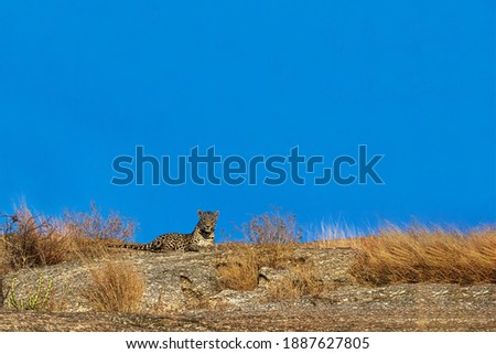 Panthera Leopardus in its natural habitat in Rajasthan