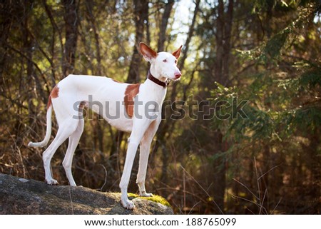 Ibizan Hound dog Royalty-Free Stock Photo #188765099