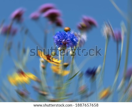 Wild flowers against a clear blue sky, with radial motion blur in the background.