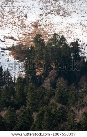 View of green coniferous pine fir and spruce forest from above from afar. Snow in mountains and green branches and tops of firs and pines. Vertical screensaver of nature and winter forest.