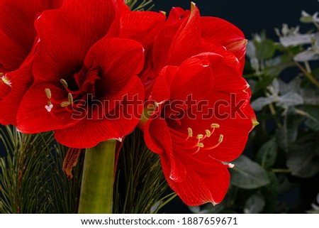 Red Amaryllis flower in garden. Amaryllis or Hippeastrum red blossom, close up macro
