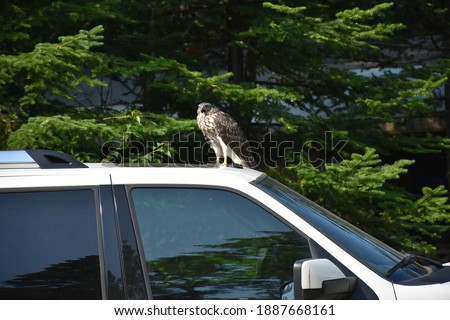 Juvenile eagle of hawk on car next to us, watching as we take pictures in Newfoundland at the Beothuk Campground