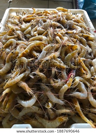 fresh raw shrimps at the fish market