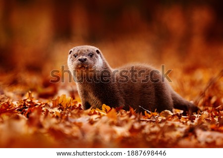 Otter, autumn orange wildlife. Eurasian otter, Lutra lutra, detail portrait of water animal in nature habitat, Slovakia, water predator. Animal from river, wildlife from Europe.                       