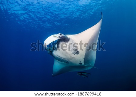Huge Oceanic Manta Ray (Manta birostris) in a blue tropical ocean (Andaman Sea). Royalty-Free Stock Photo #1887699418