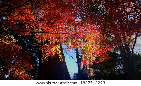 Huge deciduous trees in the sunlight sparkle with bright yellow scarlet red flowers