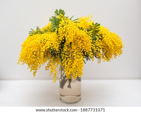 Bunch of Mimosa flowers in a vase on the table