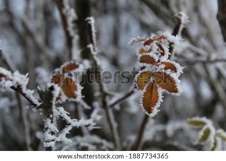 Frozen Leaves covered with snow 