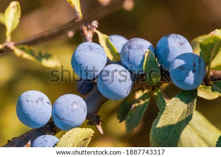 Ripening blackthorn berries on a branch with leaves on a brown blurred background. Closeup macro image of fresh gray-blue berries. Selective focus.
