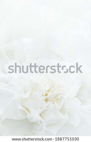 White Flower Background, Sympathy Card, White Floral Wedding Background, Flower Macro Closeup