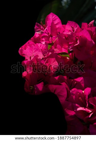 A portrait of a young  hispanic woman's profile against dark background combined with a photo of bougainvillea in a double exposure technique