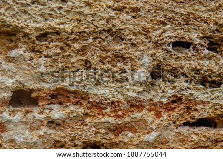 Ancient fossils of ancient marine mollusks. Close up. Abstract background. Free copy space for design.