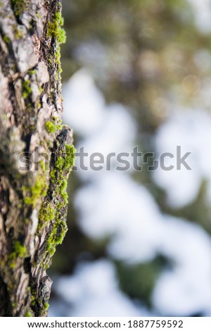 Green moss on the tree in the garden or forest Royalty-Free Stock Photo #1887759592