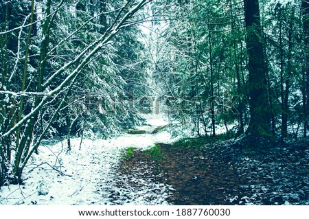 Forest winter landscape with coniferous trees and a path through the forest