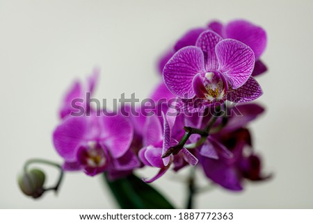 Closeup of bright pink orchid. Light background. Royalty-Free Stock Photo #1887772363
