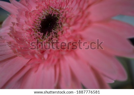 
close-up gerbera flower macro photo. isolated.