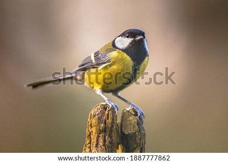 Great tit (Parus major) garden bird perched on branch with beautiful autumn background. Little songbird in nature forest habitat, Wildlife scene from nature.