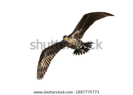 Flying Great cormorant (Phalacrocorax carbo) on white background. This large black bird is found in Europe, Asia, Africa, Australia and North America.