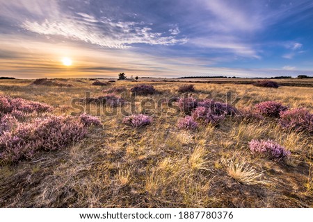 Soothing landscape scenery of heathland in National park Hoge Veluwe, Gelderland Province, the Netherlands. Landscape scene of nature in Europe. Royalty-Free Stock Photo #1887780376