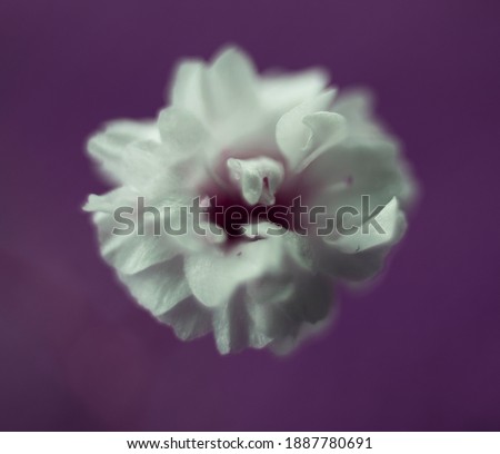 
close-up cipso white flower macro photo. isolated.