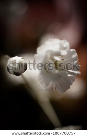 
close-up cipso white flower macro photo. isolated.