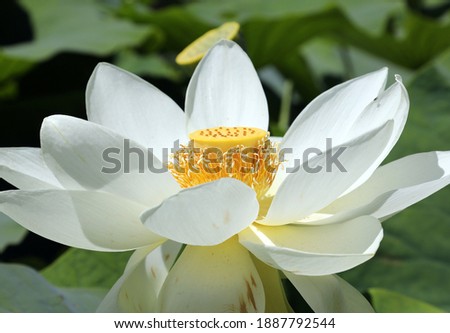 Beautiful white water lilies surrounded by green leaves