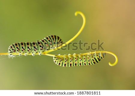 The harmony of butterfly caterpillars with nature