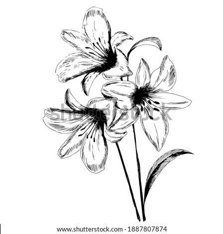 Lily flower and leaf drawing illustration. Lily flowers drawing with line-art on white backgrounds.  Vector Illustration. Realistic , for cards, posters, postcard design, logo, for printed matter. 
