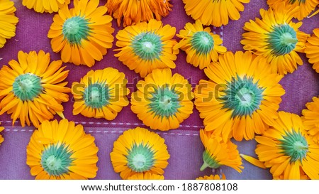 Picture of picked Calendula flowers, with stems precisely cut out, placed upside down in series, giving happy yellow vibes. 