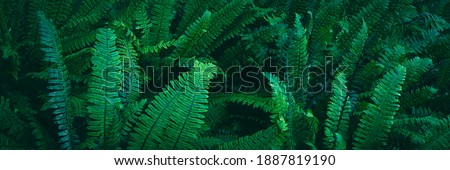 Fern Nature Background, Fern Leaf Pattern, Lush Fresh Green Foliage, Floral Fern Background Royalty-Free Stock Photo #1887819190