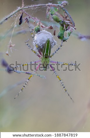 lesser green lynx spider , Green spiders, pink, yellow and white tea are twitching in nature.