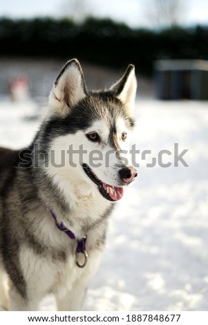 A beautiful picture of a husky in it's natural snowy environment.