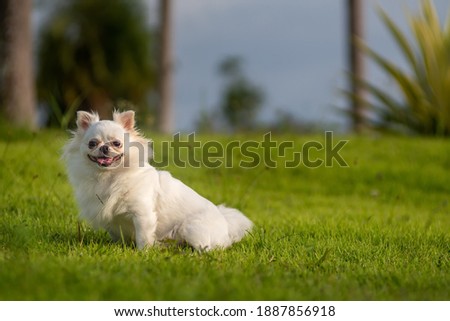 White chihuahua dog playing on the green grass in the garden.