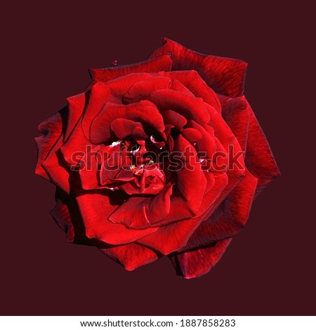 Art photo rose petals isolated on the Red background. Rose flower Closeup. For design, texture, background. Nature.
