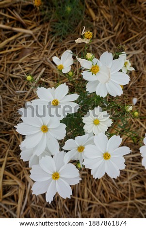 Top view white cosmos flower in a garden Selective focus  flower
