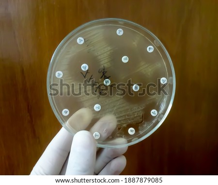 Antimicrobial susceptibility testing in petri dish. Antibiotic resistance test of bacteria