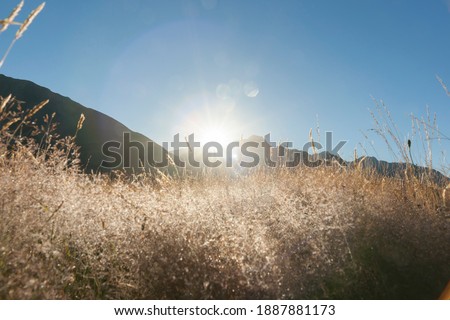 Sunrises over selective focus on golden grass from low perspective with glistening ethereal effect ideal for backgrounds or abstract uses.