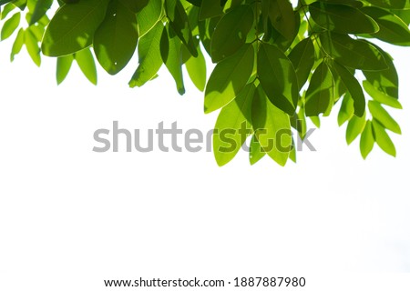 Green leaf picture border under sunlight, Green leave with white background