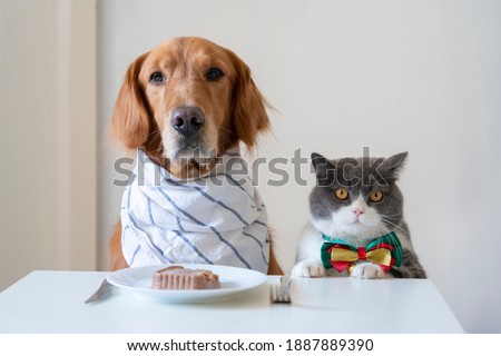 Golden Retriever and British Shorthair prepare to eat Royalty-Free Stock Photo #1887889390