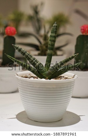 Unique cactus plant, flower exhibition