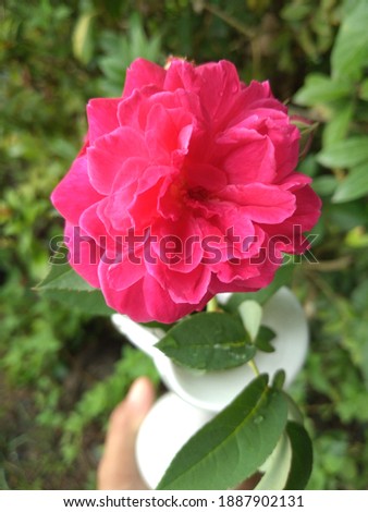 the beauty of a red rose in a white pot
