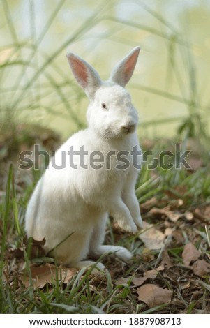 Cute white rabbit on grass