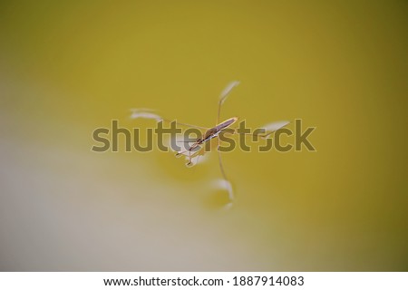 Water strider glides on the water Royalty-Free Stock Photo #1887914083
