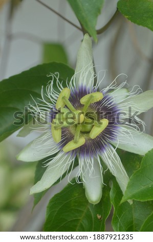 Beautiful picture of single Passiflora Incarnata, also well known as Purple Passionflower grow perfectly during the dry season in Indonesia