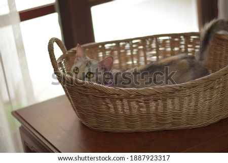 Cute little cat hide in basket