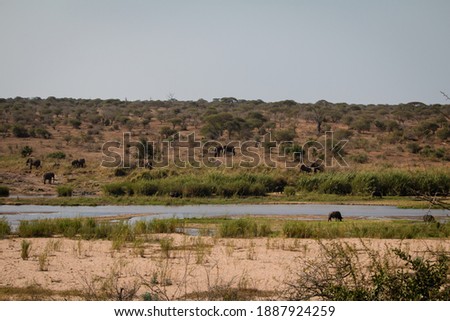 A group of elephants by a lake in South Africa